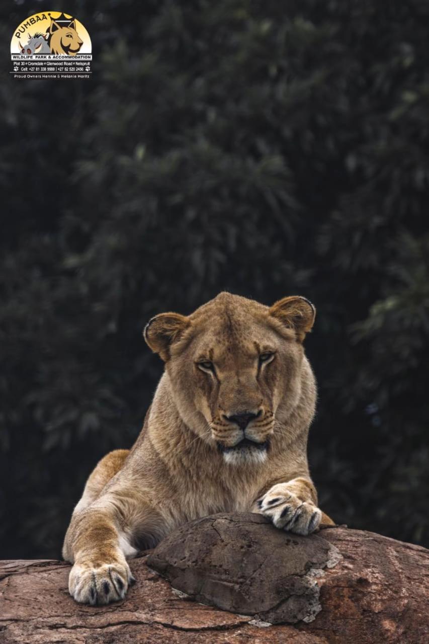 Lions View Accommodation Mbombela Exterior foto